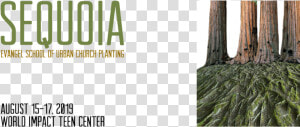 Sequoia Evangel Cps Web Header  HD Png Download