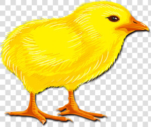 Hair Chicken Rooster Chick Transprent Png Free   Canary  Transparent Png