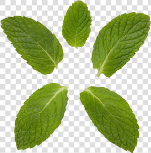 Peppermint Transparent Background   Mint And Curry Leaf  HD Png Download