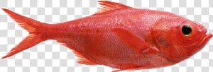 Best Ways Catch Red Fish Fishingmobile   Red Fish Png  Transparent Png