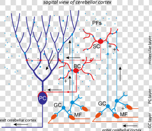 Cerebellum Neural Network  HD Png Download