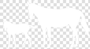 International Races  HD Png Download