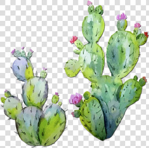 Prickly Pear Cactus Watercolor  HD Png Download