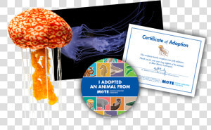 Items Included In Buddy Package  HD Png Download
