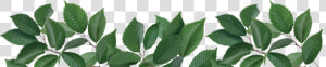 Tulsi Tree Png  Transparent Png
