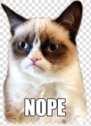 Grumpy Cat Nope Gif  HD Png Download