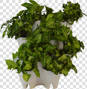 Green Wall From The Box   Flowerpot  HD Png Download