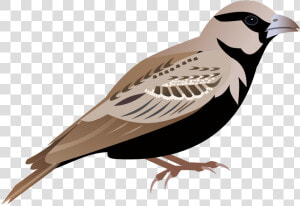 Sparrow Png   Sparrow Png Clipart  Transparent Png