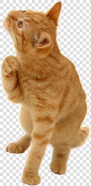 Kitty Transparent Orange   41point9 Still Looking For Answers  HD Png Download