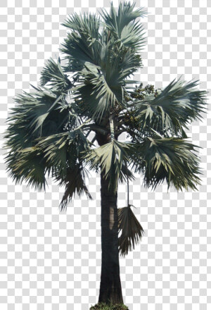 Bismarckia05l   Silver Bismarck Palm Png  Transparent Png
