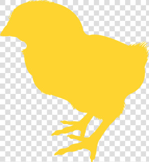 Silueta De Un Pollito  HD Png Download