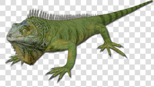 Iguana   Iguana Png  Transparent Png