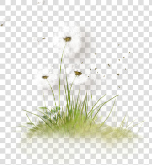Free Download Dandelion Grass Png Clipart Dandelion   Png Dandelion Tubes  Transparent Png