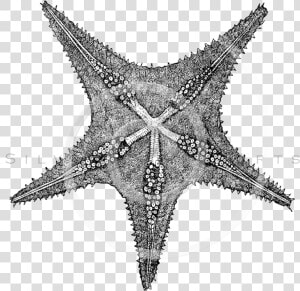 Transparent Sea Star Clipart Black And White   Starfish  HD Png Download