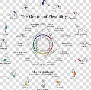 The Genius Of Flexibility   Genius Of Flexibility  HD Png Download