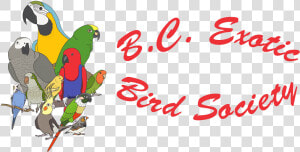 Parakeet Png  Transparent Png