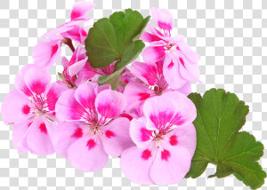 Transparent Geranium Png   Geranium  Png Download