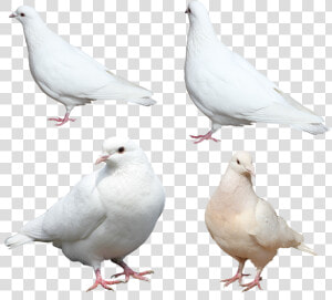 Nobacks Com Isolated Free   White Pigeon Sitting Png  Transparent Png