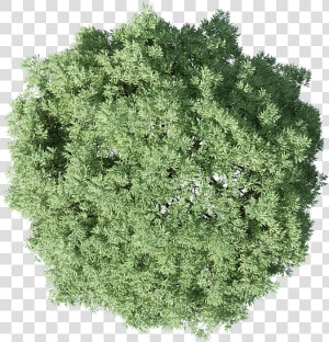 Shrub   Photoshop Tree Plan Png  Transparent Png