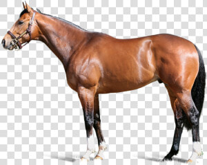 Havana Gold Foreground   Carpe Diem Horse  HD Png Download