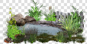 Pond Png  Transparent Png