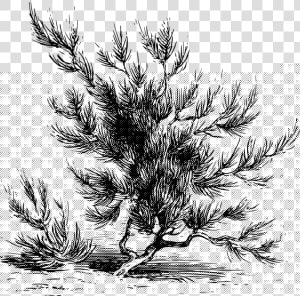 Fir pine Family plant   Sahara Drawing  HD Png Download