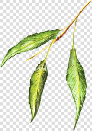 Bud Drawing Hop Transparent Png Clipart Free Download   Green Leaf Drawing Colored  Png Download