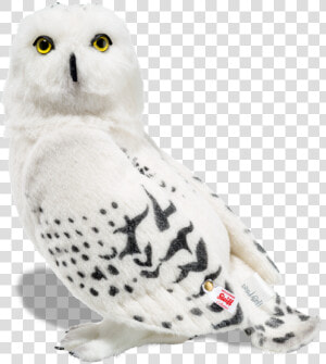 Hedwig Png  Transparent Png