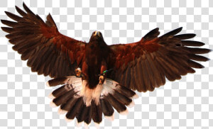Hawk With Wings Spread  HD Png Download