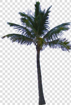 Palm Tree Png Psd   Palm Tree Png File  Transparent Png