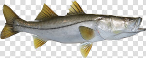 Snook   Perch  HD Png Download