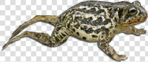 Eastern Spadefoot  HD Png Download