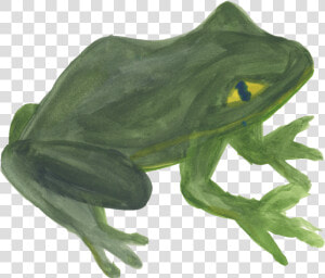 Frog   Barking Tree Frog  HD Png Download