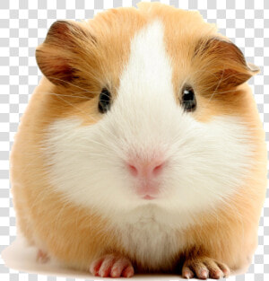 Experienced Pressure Washing   American Guinea Pig  HD Png Download