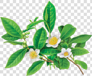 Greentea   Green Tea Plant Flower  HD Png Download