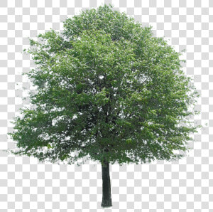 Arbol Perenne   Transparent Trees For Photoshop  HD Png Download