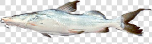 Oily Fish  HD Png Download