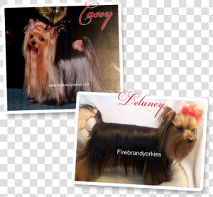 Yorkshire Terrier  HD Png Download