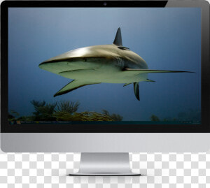 2019 Tropical Fish Calendar Windows Theme   Led backlit Lcd Display  HD Png Download