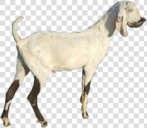 Goat   Png Download   Goat  Transparent Png