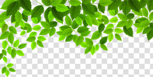 Spring Leaves Png   Png Download   Transparent Background Leaves Clipart  Png Download