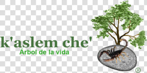 Ximenia Americana L   Dibujo De Arbol  HD Png Download