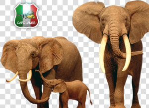 Photo Elephants   Png Download  Transparent Png