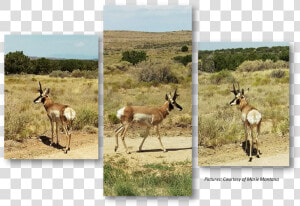 Pronghorn  Anetelope  Hualapai  Hunting   Gazelle  HD Png Download