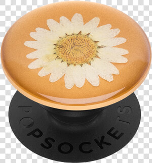 Null   Pressed Flower Popsocket Daisy  HD Png Download