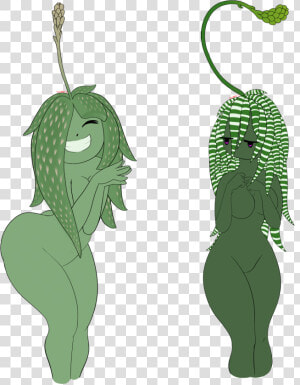 Succulents   Illustration  HD Png Download