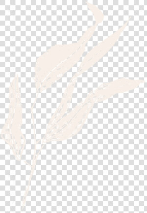 Film And Foliage Gumleaf Cream   Sketch  HD Png Download