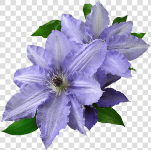 Clematis   All Flowers Images In Hd Download  HD Png Download