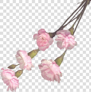 Transparent Pink Carnation Png  Png Download