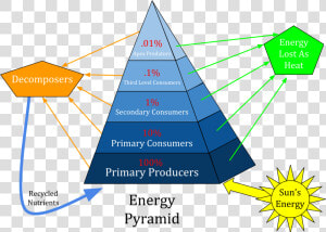 Levels Of Energy Pyramid  HD Png Download